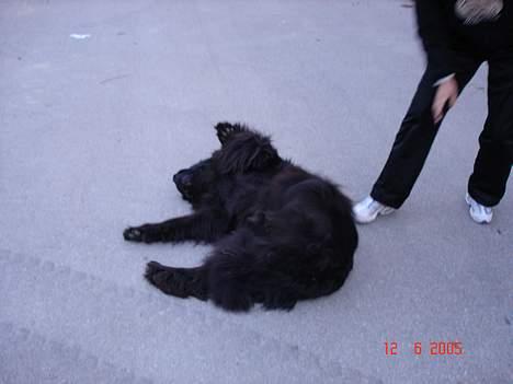 Newfoundlænder BASILLE (RIP) billede 9