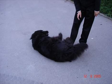 Newfoundlænder BASILLE (RIP) billede 10