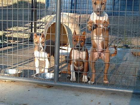 Amerikansk staffordshire terrier alvarez´s ramon candel - det er mig i midten, og min søster emma til venstre og bror ludwig til højer de kommer med til danmark billede 5