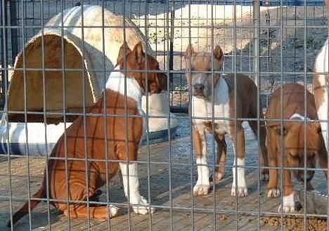 Amerikansk staffordshire terrier alvarez´s ramon candel billede 6