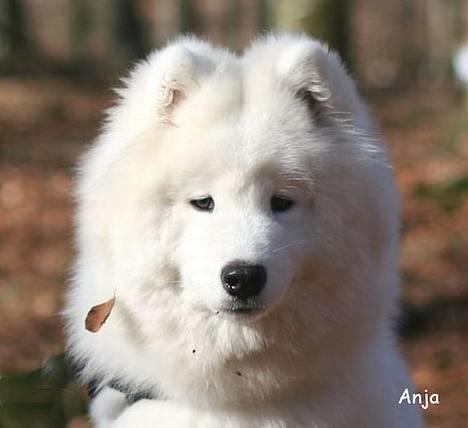 Samojedhund Kiaks Kenzo of Dancer billede 20