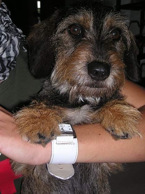 Gravhund Vaks billede 9