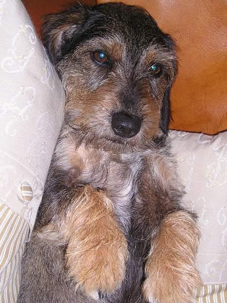 Gravhund Vaks billede 10