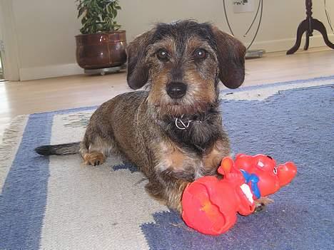 Gravhund Vaks billede 11