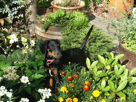 Blanding af racer Carla - carla i blomsterbedet billede 13