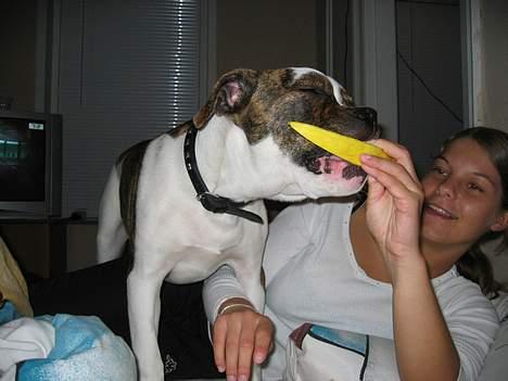 Amerikansk bulldog Cæsar - Mmmm det er guf med et stykke melon : )  billede 7