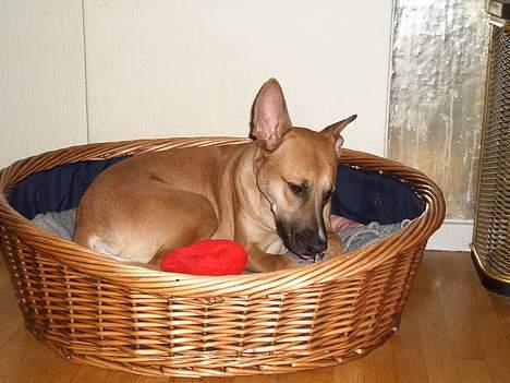 Blanding af racer Kaya - I sin kurv billede 10