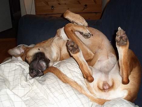 Blanding af racer Kaya - Sådan sover jeg i sofaen! billede 11