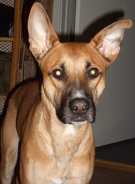 Blanding af racer Kaya - Med blitz! billede 12