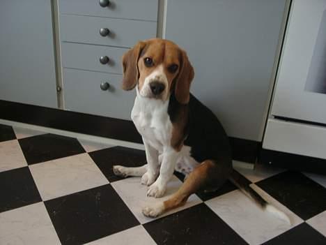 Beagle Nikolaj - Moar, nu gider jeg altså snart ikke at blive fotograferet mere.... billede 17