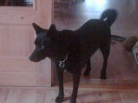 Sort spids Noa - Hva laver de? billede 1