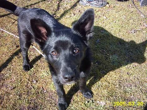 Sort spids Noa - Hvad er det for noget han laver? billede 2