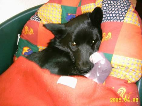 Sort spids Noa - Er vi ikke søde? En dejligt middagalur  billede 3