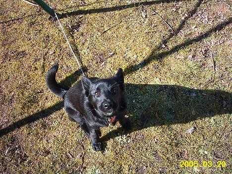 Sort spids Noa - se hvor pænt jeg kan sidde billede 4