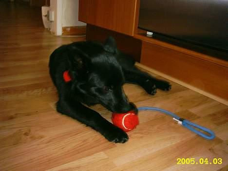 Sort spids Noa - Hvad er det her for en bold billede 5