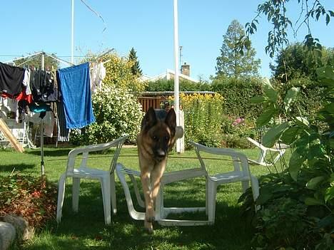 Schæferhund Sasha - sasha der springer!! hun er rigtig god...  billede 13