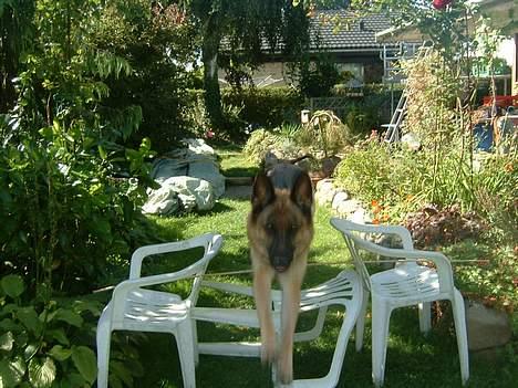 Schæferhund Sasha - sasha der springer igen... ved godt at de er taget li når hun ved at lande,,,,, billede 14