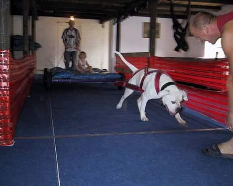 Amerikansk bulldog Nemo billede 6