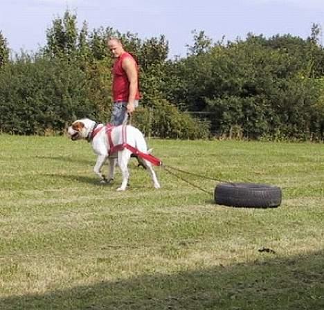 Amerikansk bulldog Nemo billede 7