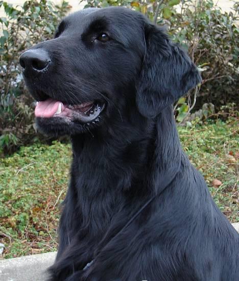 Flat coated retriever Charlie  billede 1