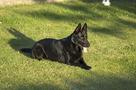 Schæferhund Freja (To-fast Daisy) billede 7