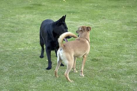 Schæferhund Freja (To-fast Daisy) billede 8
