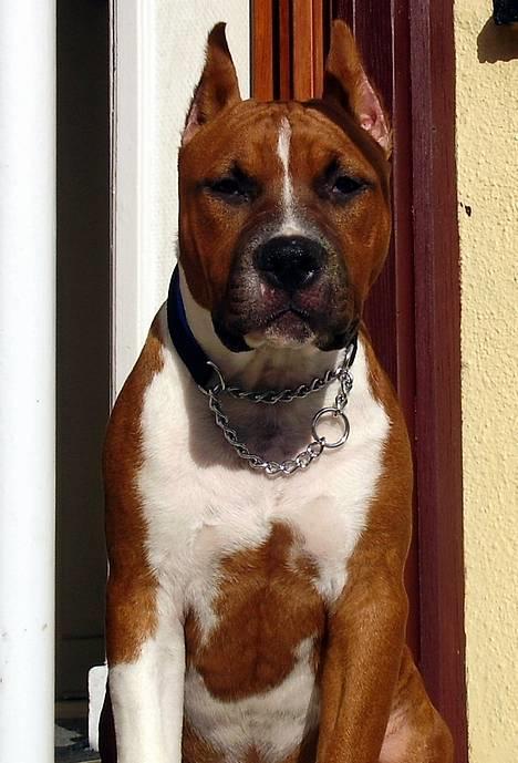 Amerikansk staffordshire terrier alvarez´s ramon candel billede 7