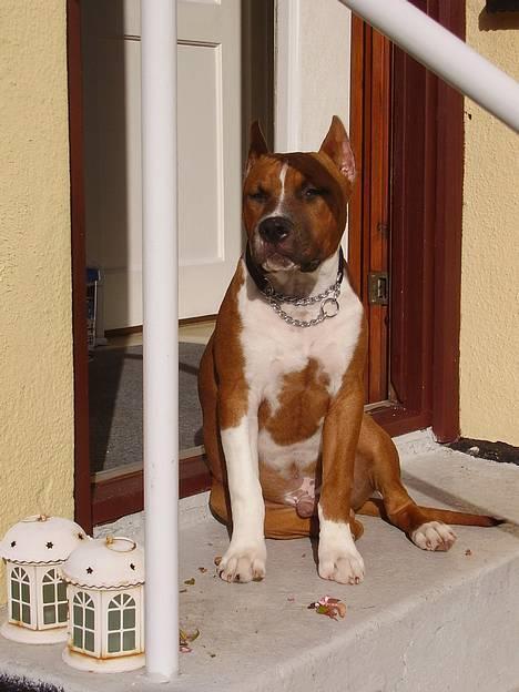 Amerikansk staffordshire terrier alvarez´s ramon candel billede 8