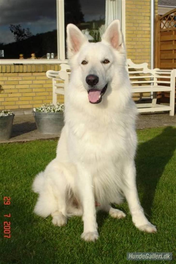 Hvid schæfer Aslan - Så er Aslan blevet en stor flot hanhund.... billede 1