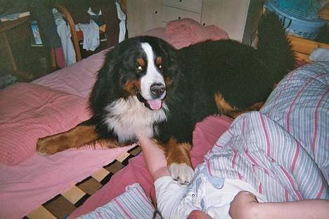 Berner sennenhund Snoopy (død) - Putte-hund billede 5