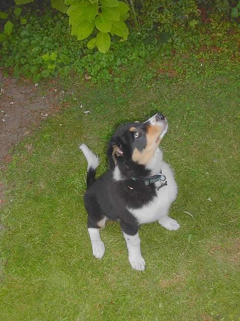 Border collie Speedy ( RIP desværre blevet aflivet i 2012 ) billede 15