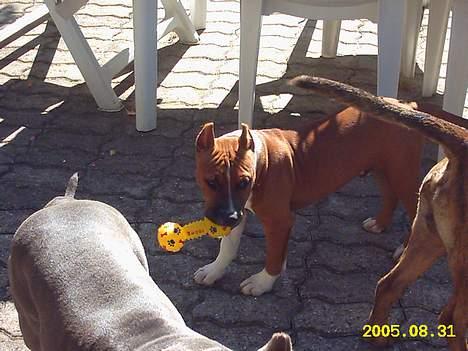 Amerikansk staffordshire terrier alvarez´s ramon candel billede 9