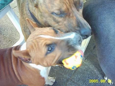 Amerikansk staffordshire terrier alvarez´s ramon candel billede 10