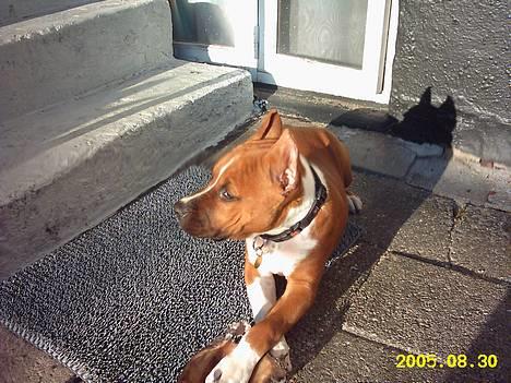 Amerikansk staffordshire terrier alvarez´s ramon candel billede 11