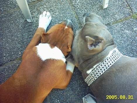 Amerikansk staffordshire terrier alvarez´s ramon candel billede 12