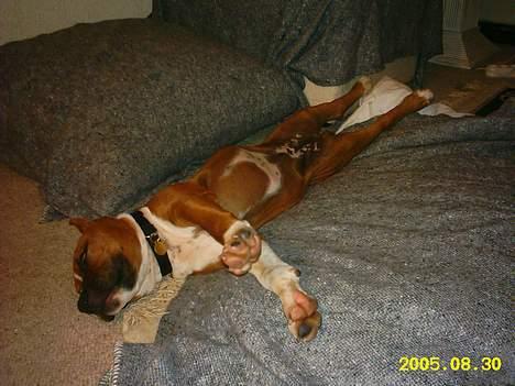 Amerikansk staffordshire terrier alvarez´s ramon candel billede 13