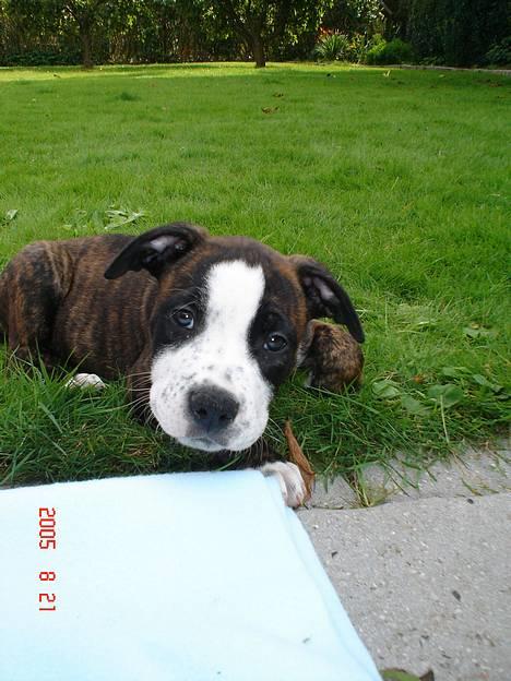 Amerikansk staffordshire terrier Simba - afslapning i haven. billede 12