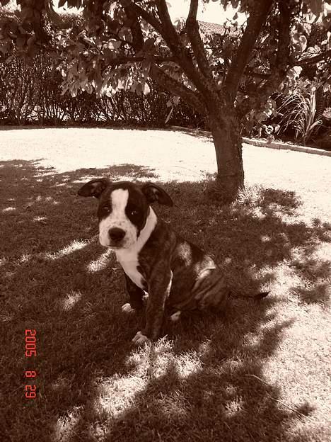 Amerikansk staffordshire terrier Simba - ja ja jeg skal nok sidde pænt imens du tager et billed mor... billede 13