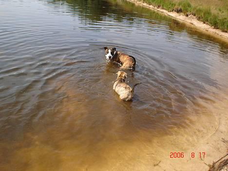 Amerikansk staffordshire terrier Simba - Dejlig sø som hundene kunne bade i på Rømø i sommers. billede 14