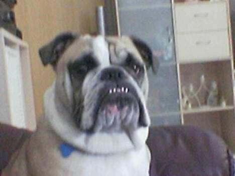 Engelsk bulldog Charlie billede 1