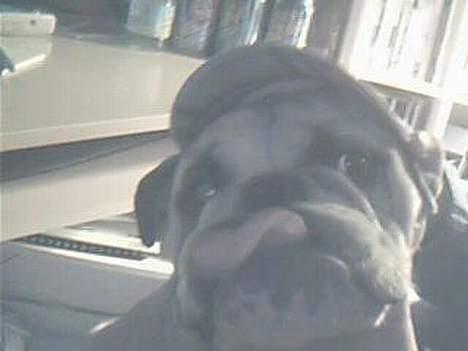 Engelsk bulldog Charlie billede 2