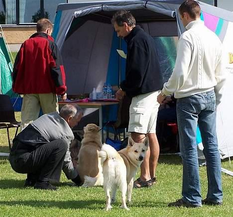 Norsk buhund Nuka - Nuka til sin første udstilling. Han ser sig betænkeligt over skulderen og hen på sin mor ved udsigten til også at få checket sine testikler af dommeren - ligesom hunden foran ham, som har valgt at sætte sig på dommerens hånd! billede 10
