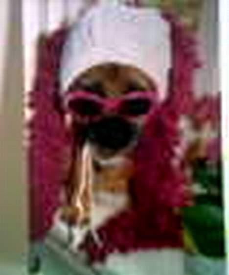 Border terrier Buster Oregon Mortensen - Fastelavn er mit navn? billede 3