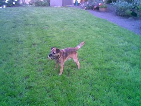 Border terrier Buster Oregon Mortensen - ude i haven3 billede 4