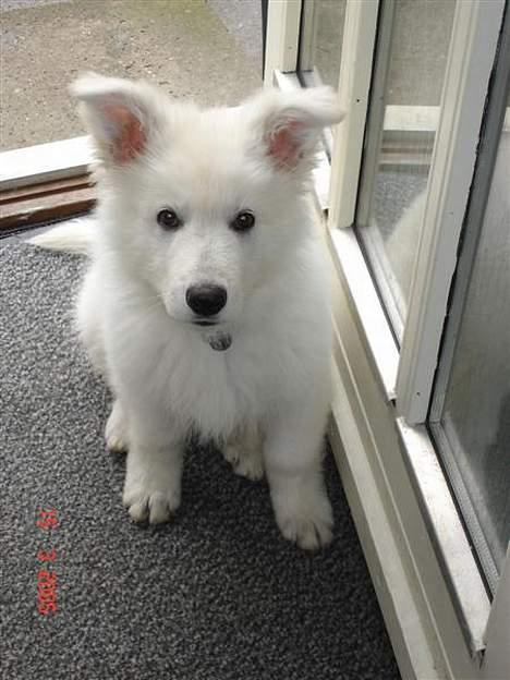 Hvid schæfer Aslan billede 2