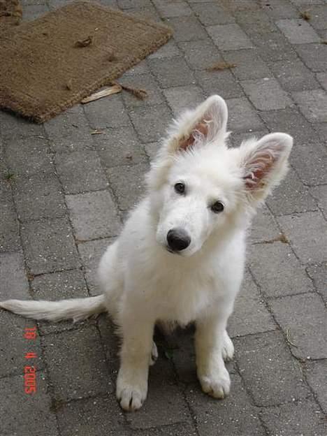 Hvid schæfer Aslan billede 3