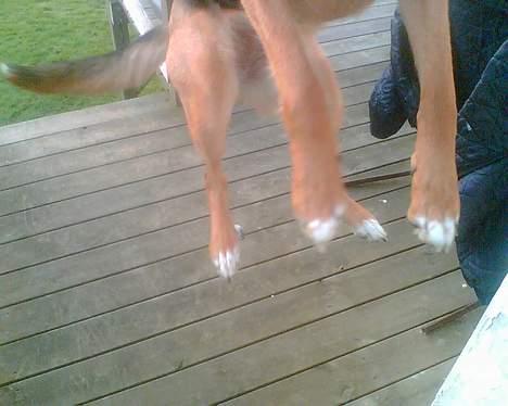 Blanding af racer molly (død) billede 8