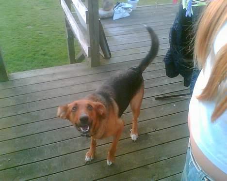 Blanding af racer molly (død) billede 9