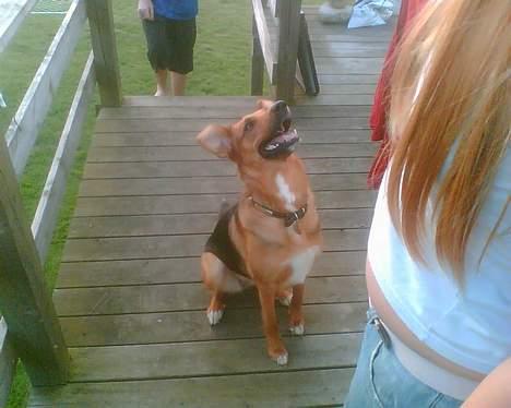 Blanding af racer molly (død) billede 10