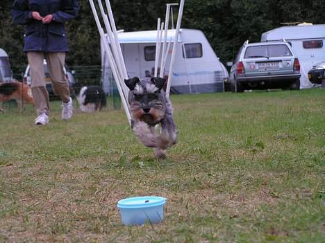 Dvaergschnauzer Cookie - indlæring af slalom på allé-metoden. Der er guffer for enden af alléen UHM! billede 7